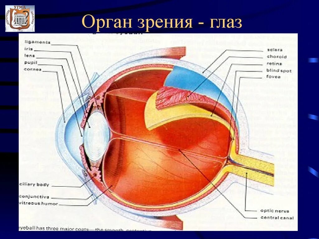 Органы человека глаза