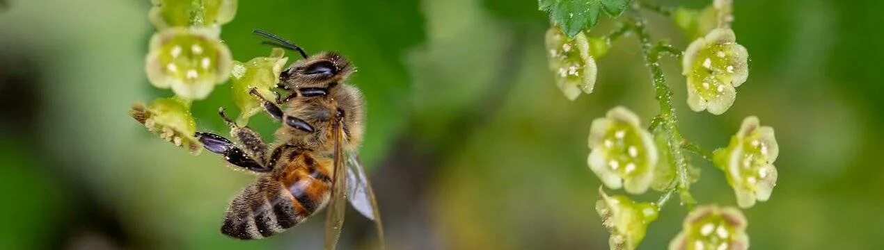 Сколько живет рабочая пчела. Обои на рабочий стол пчела. Spring Wallpaper.