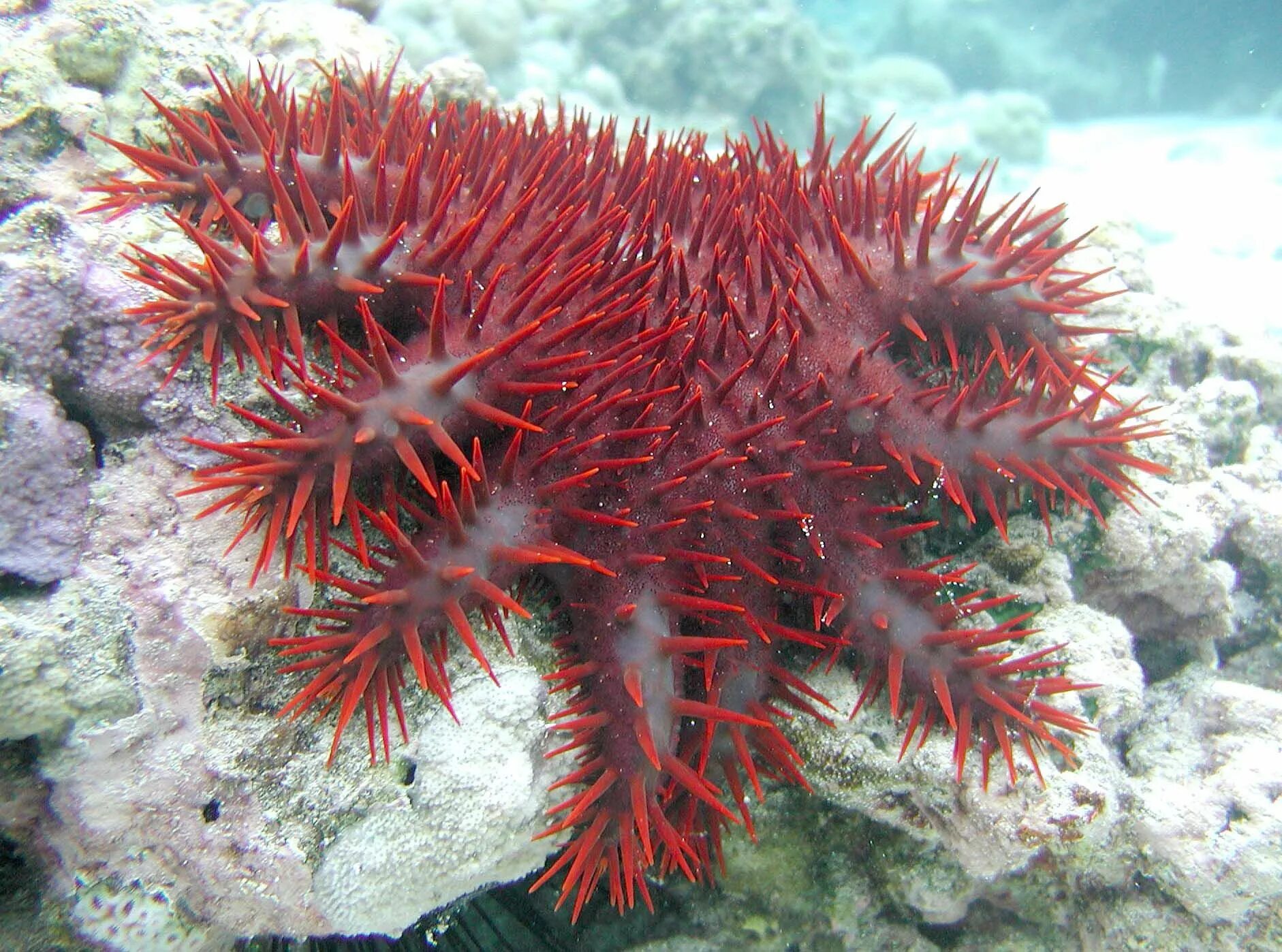 Морская звезда «Терновый венец» (Acanthaster planci).. Терновый венец на коралле. Риф коралловый 54546. Шестилучевые коралловые полипы.