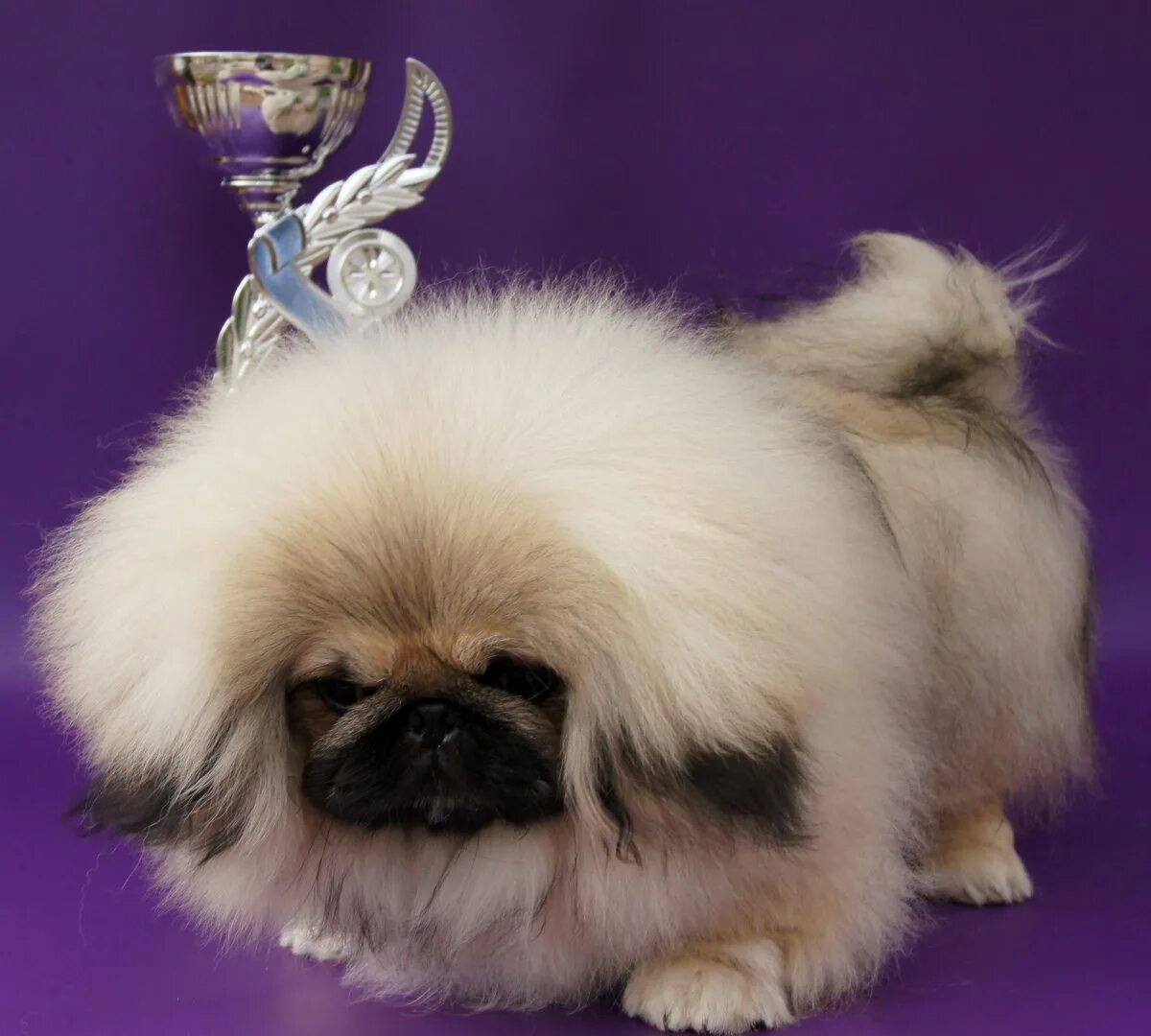 Королевский пекинес. Императорский пекинес. Пекинес альбинос. Королевский пекинес. Пекинес белый.