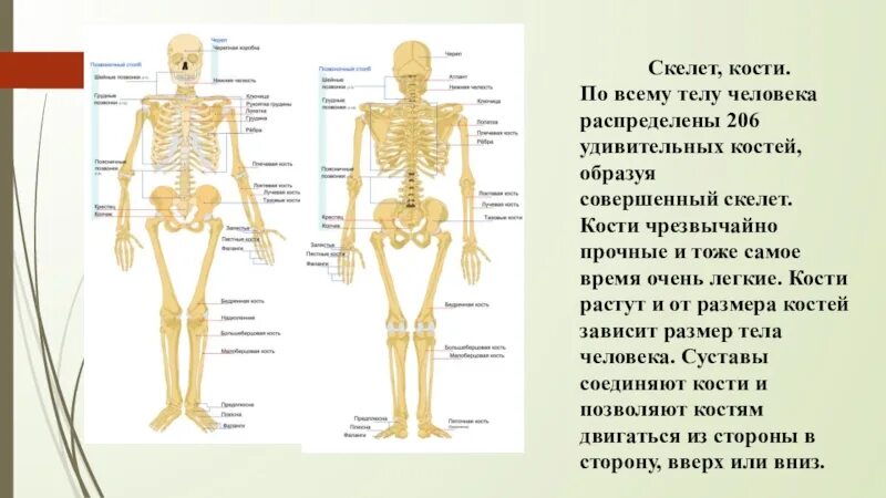 Скелет человека с названием костей 4 класс. Скелет человека с названием костей и суставов. Строение костей человека схема. Строение костей человека спереди.