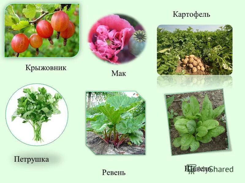 как правильно пишется растение или ростение