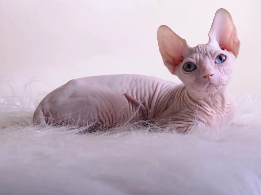 сфинксы светлые. сфинкс (порода кошек). сфинкс порода кошек канадский. канадский сфинкс табби. канадский сфинкс розовый.