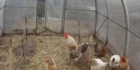 Световой день для кур зимой