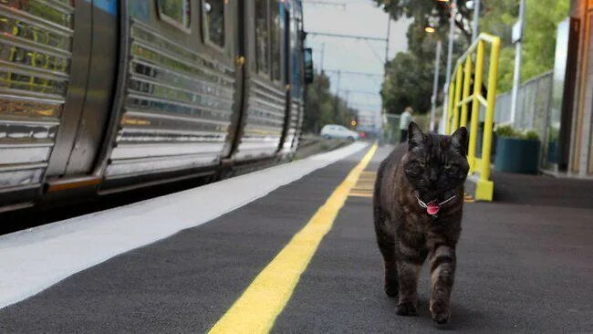 Кот железная дорога. Кот в поезде. Кот на железной дороге. Кошка едет в поезде. Железная дорога и кошка.