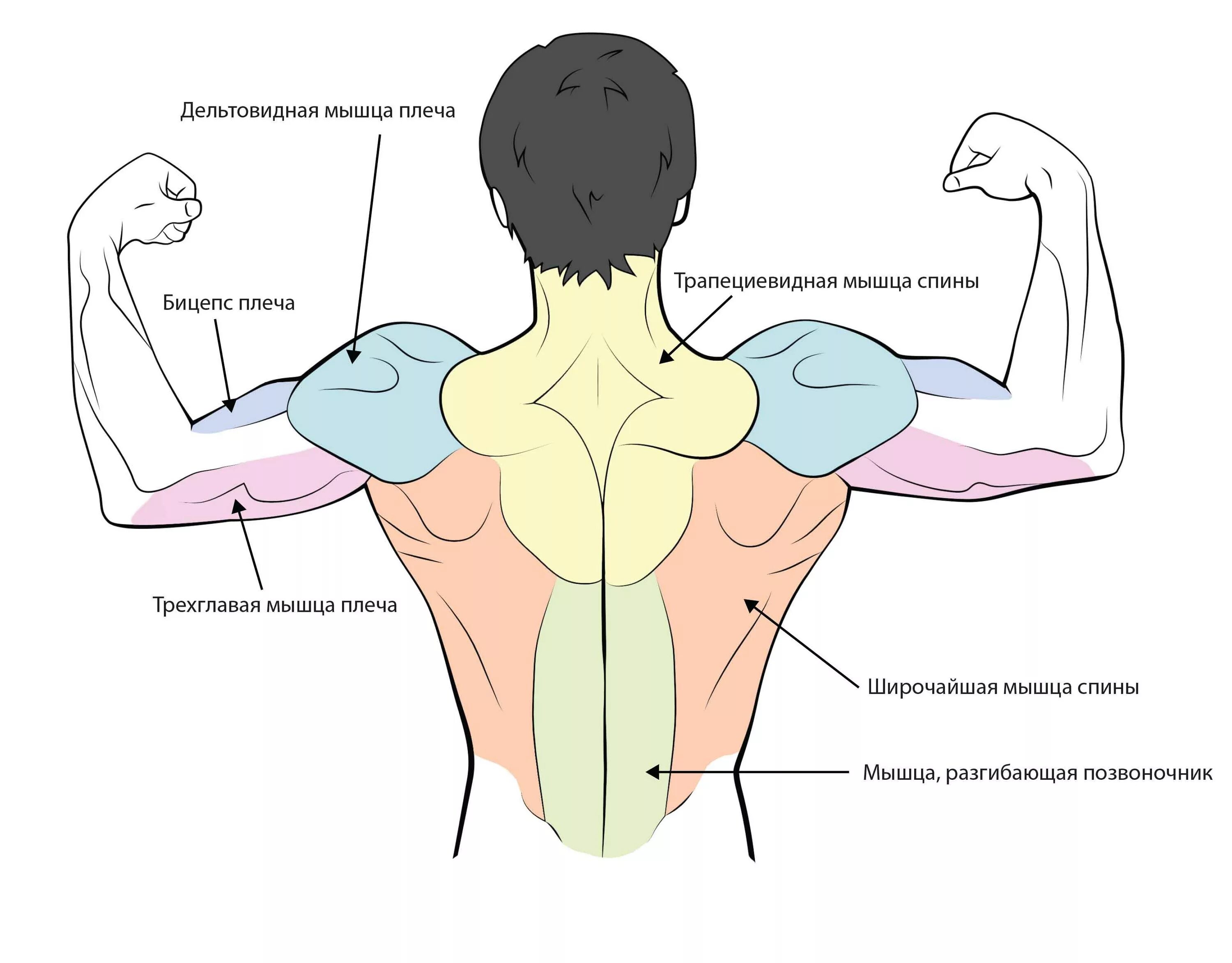 Дельтовидная мышца плеча анатомия. Задняя Дельта мышца. Дельтовидная мышца спины. Задняя дельтовидная мышца упражнения. Почему плечи вверх