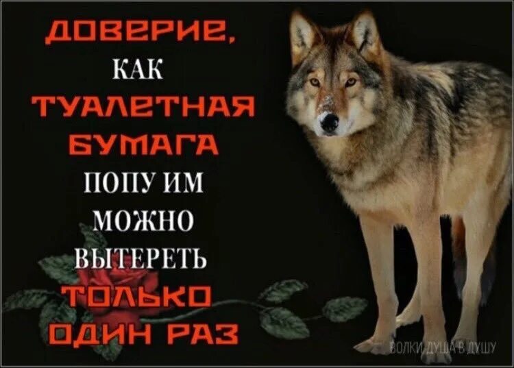 Ауф цитаты. Цитаты волка. цитаты волка смешные. мемы про волков с цитатами. смешные фразы про волков.