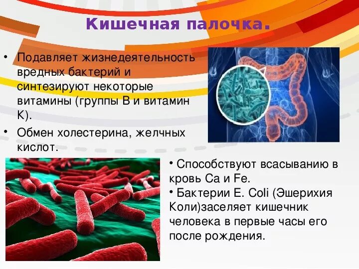 Роль бактерий толстого кишечника человека. Роль кишечной палочки в организме. Функции кишечной палочки в организме человека. Бактерии синтезируют витамины.