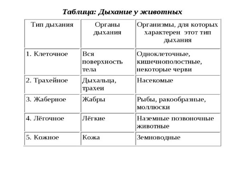 Таблица сравнение дыхания. Дыхательная система животных таблица. Биология 7 класс таблица органы Эволюция органов дыхания. Таблица по биологии 7 класс типы и дыхательная система. Дыхание животных 6 класс биология таблица.