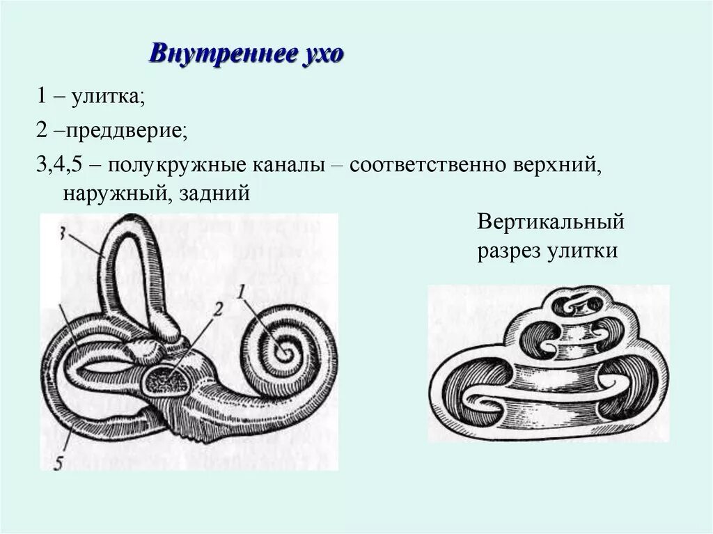 Внутреннее ухо полукружные каналы. Строение улитки внутреннего уха. Улитка преддверие полукружные каналы. Внутреннее ухо преддверие улитка полукружные каналы. Строение слуховой улитки