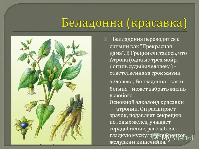 красавка на латинском языке. белладонна кустарник. белладонна растение. белладонна ядовитое растение описание. Atropa belladonna растение.