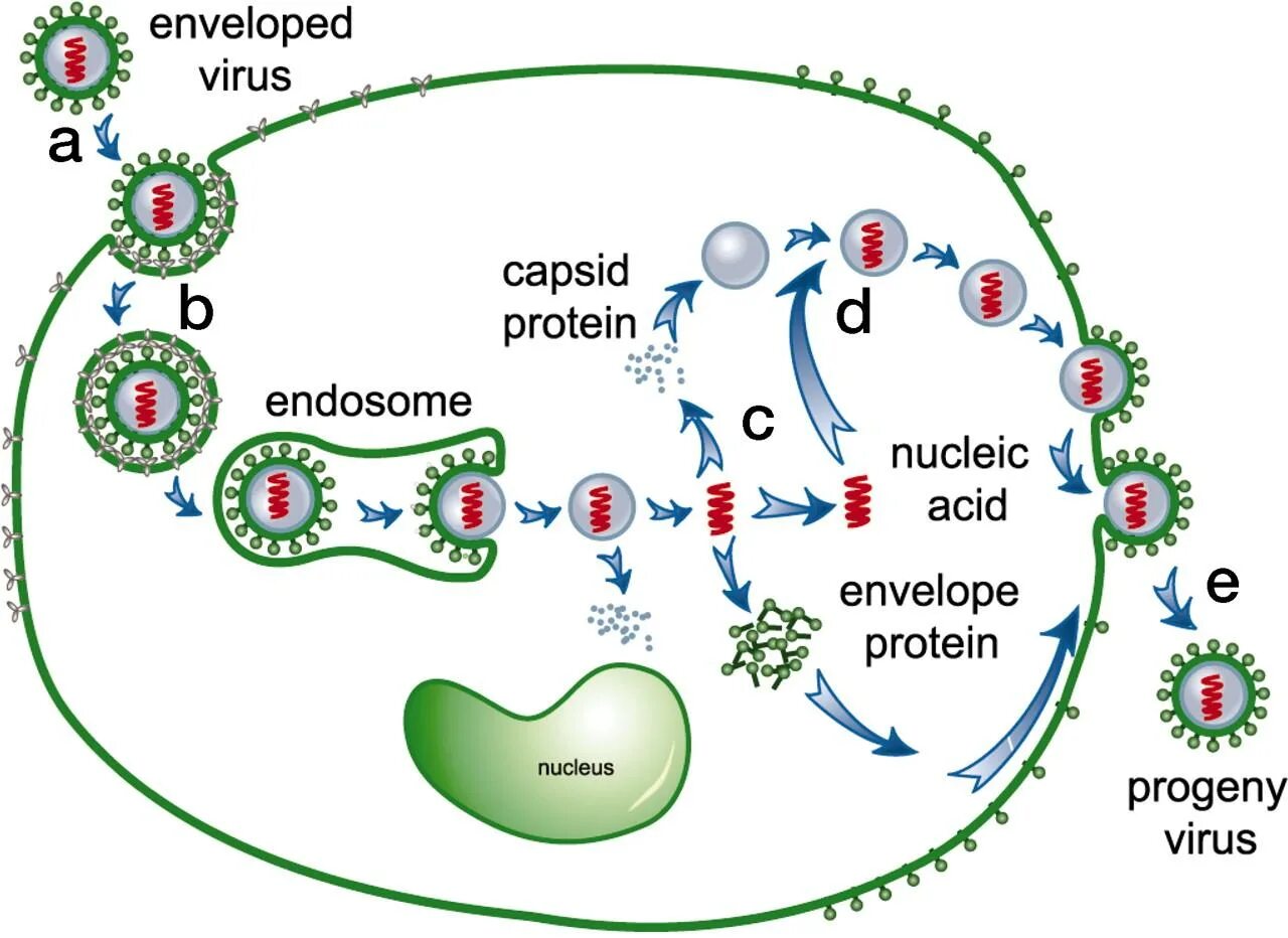 Вирус лайф. Virus life cycle. viral life cycle. жизненный цикл вируса virus life cycle. hiv life cycle.