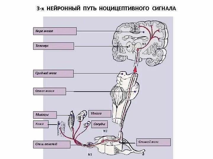 От головного мозга к рабочим органам. Нейронные пути мозга. Нейронные связи в мозге. 3-Х нейронный путь. Мозг это мышца.