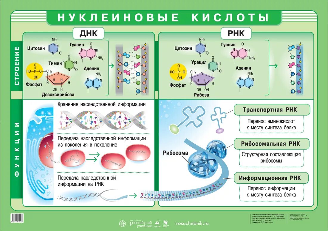 Темы по биологии 10 11