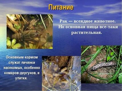 Животные которые питаются комарами 2 класс