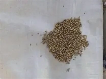 Семена корма. Семена кормовой свёклы из голландии в башкортостане.