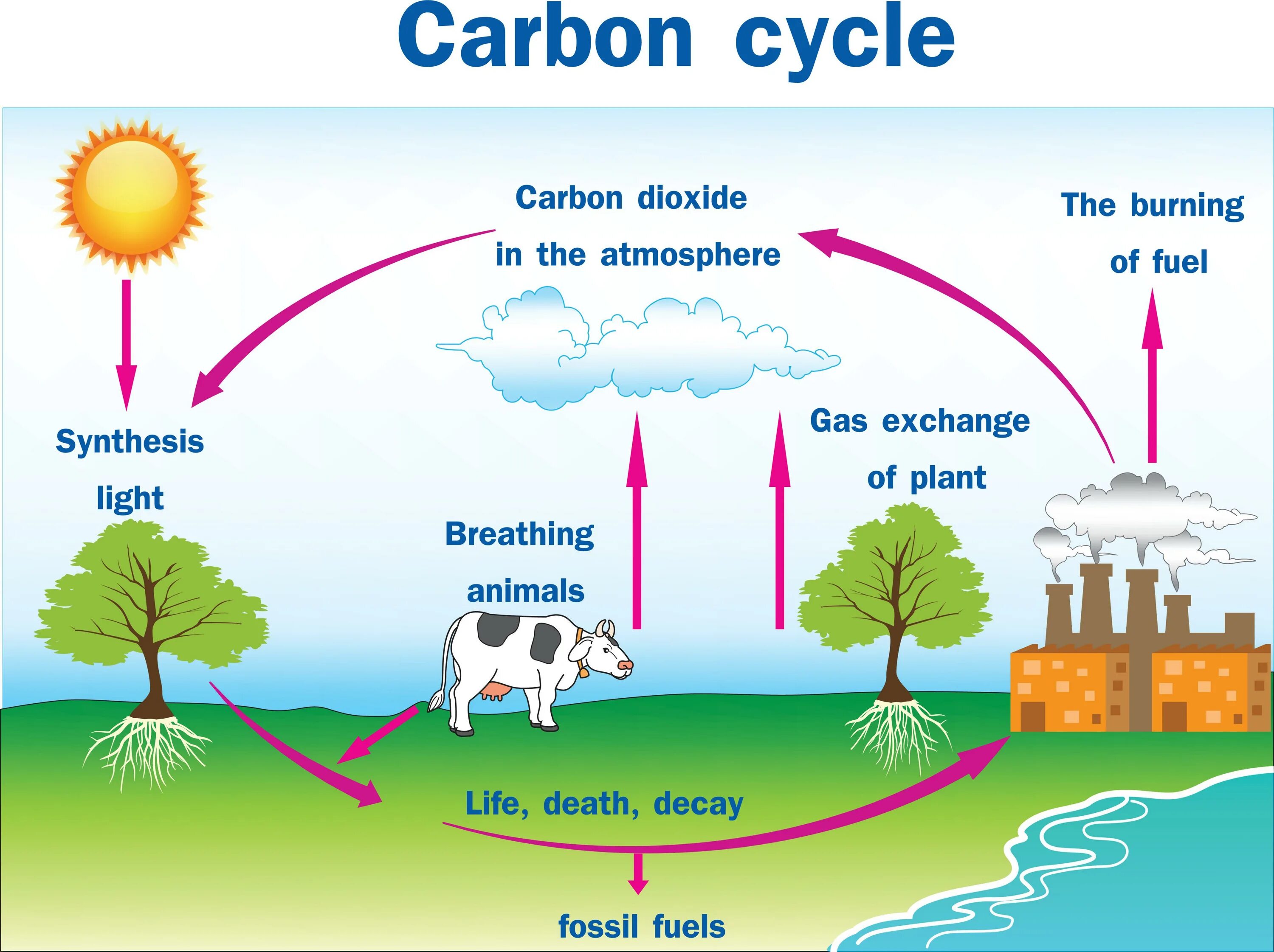 Carbon Cycle. Carbon and nitrogen Cycles. Carbon Cycle diagram. Grassland Carbon Cycle.