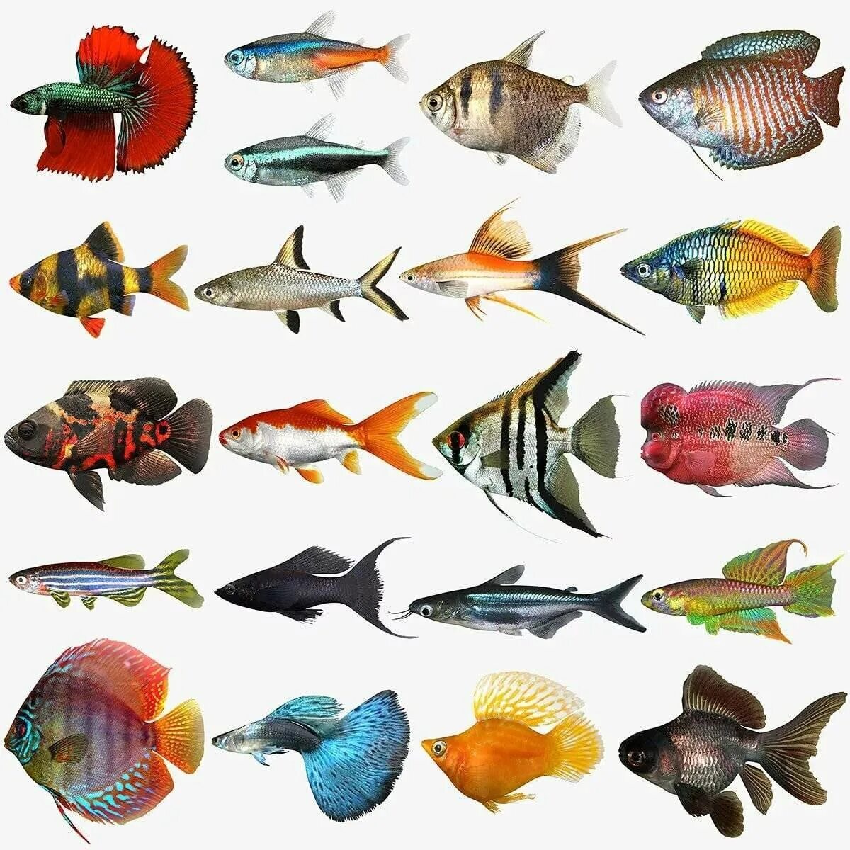 Каких рыбок выбрать. Тернеции аквариумные рыбки. Тернеции гло. Рыбки Барбусы разноцветные. Аквариумные рыбки Барракуда.