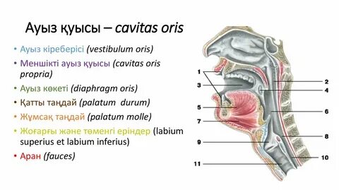 Ол Жапонияда ұйықтап жатыр