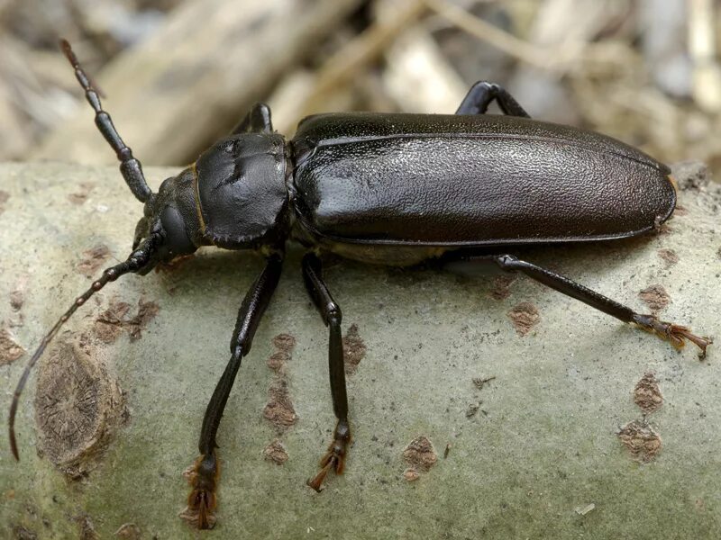 Ясеневая Шпанка Жук. Жук Красноголовая Шпанка. Жужелицы Coleoptera, Carabidae. Хрущак малый булавоусый. Жука черного песни