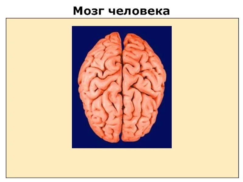 Презентации на тему мозга. Тема мозг. Мозг человека слайд.