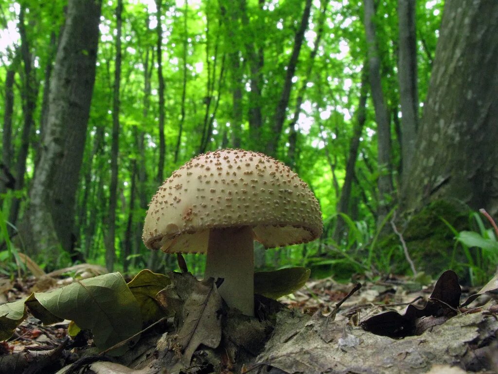 сибирское лесные грибы. гриб боровик это съедобный гриб. грибы 20 года. грибы 20 года. белый гриб.