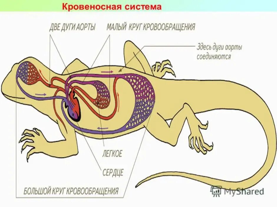 Какая кровь течет от легких у рептилий