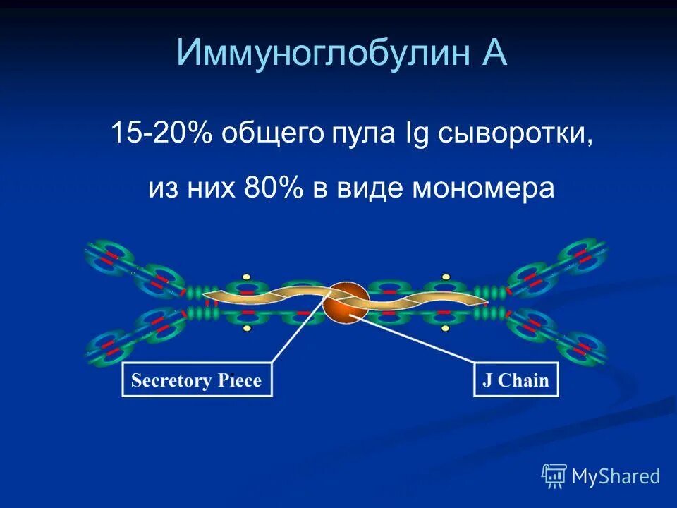 Иммуноглобулин е 10. Иммуноглобулин. Иммуноглобулин d. Сывороточные иммуноглобулины. Иммуноглобулины класса d.