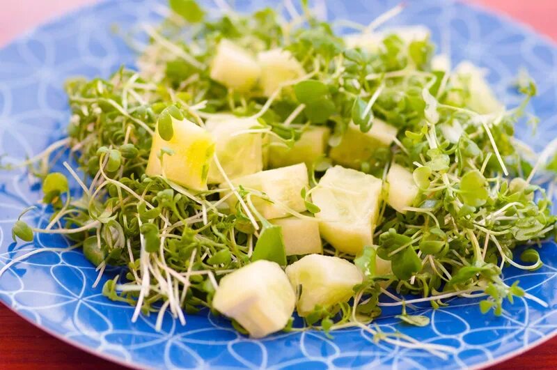 Сельдерей редис. Микрозелень сельдерей. Кресс-салат микрозелень в салатах. Кресс салат микрозелень в блюдах. Брюква микрозелень.