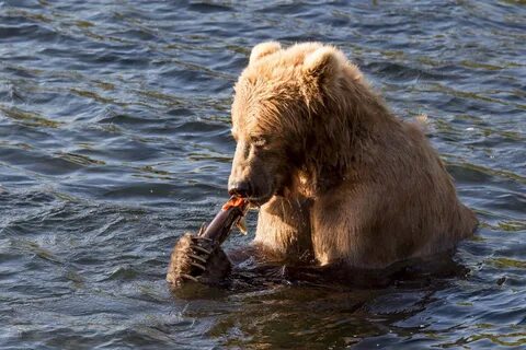 Bears eat fish