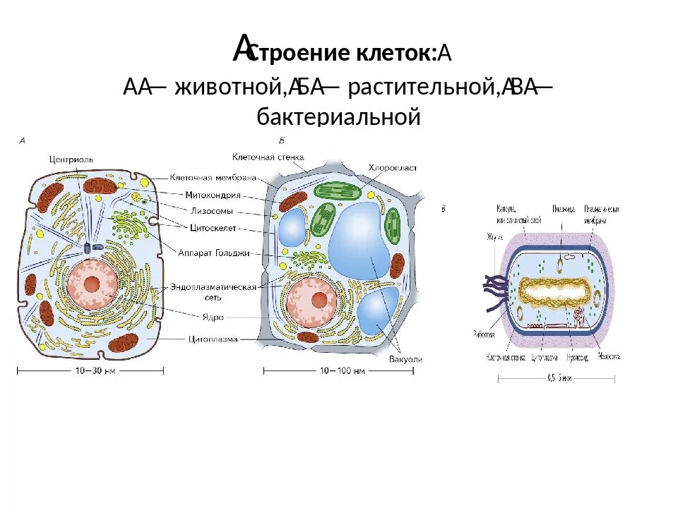 Грибная клетка отличия от растительной. Строение растительной животной и бактериальной клетки. Строение и функции растительной и животной клетки. Строение растительной грибной и бактериальной клетки. Структура грибная клетка животные клетки растительные клетки.