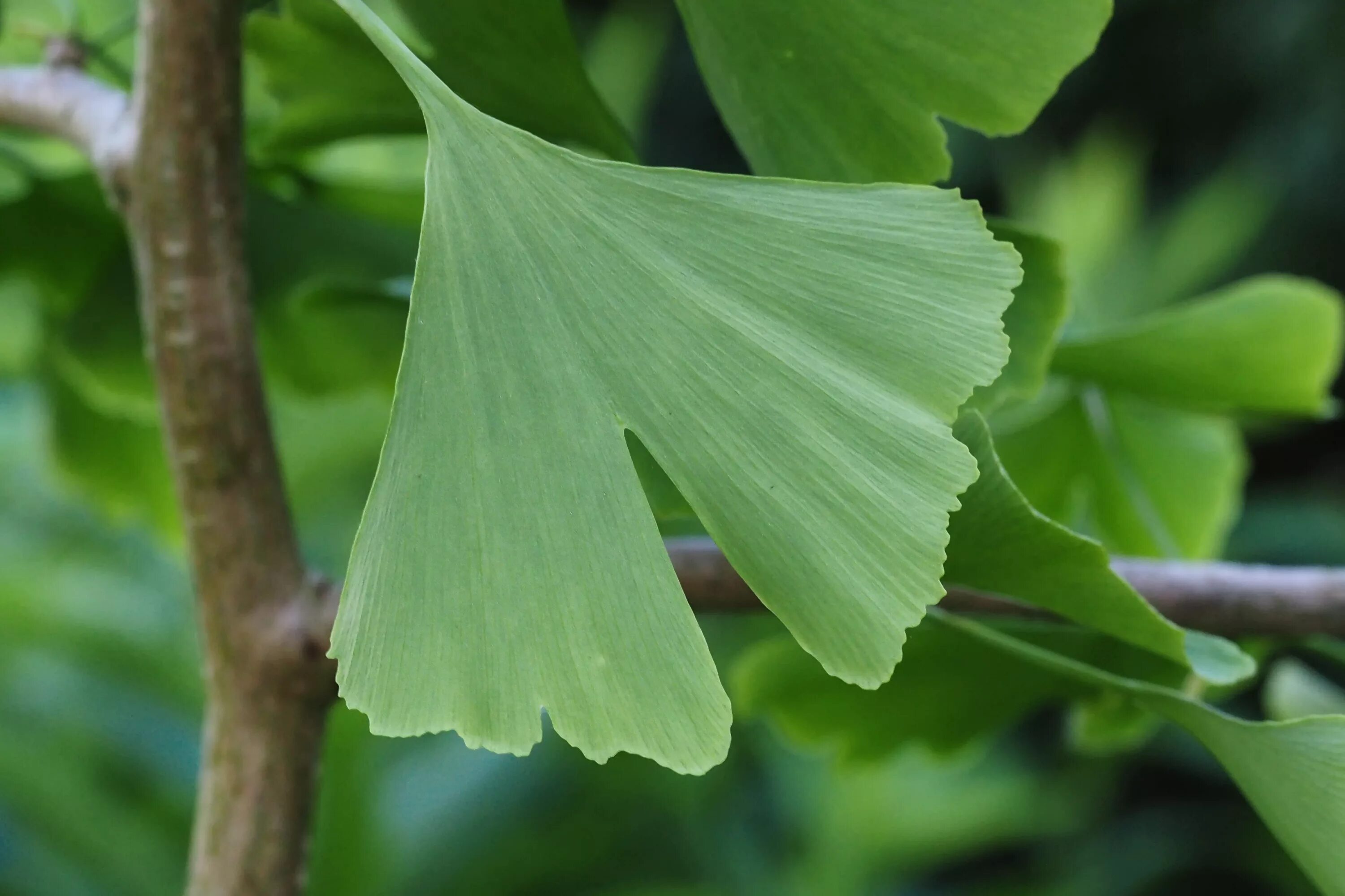 Гинкго хвойное. Гинкго билоба двулопастный Ginkgo Biloba. Гинкго двулопастный лист. Гинкго двулопастной деревья. Растение гинкго двулопастный.