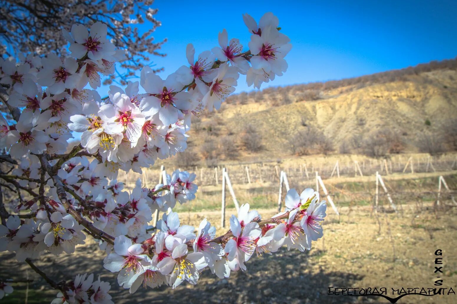 В крыму зацветут. Ялта цветение миндаля. Миндаль цветет в Крыму. Цветущий миндаль в Крыму.
