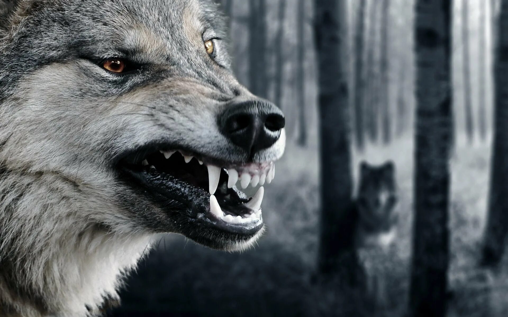 Оскал волка. Злой волк. Волк рычит. Злой волк картинки. Рычание волка
