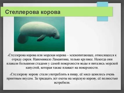 Почему исчезли морские коровы