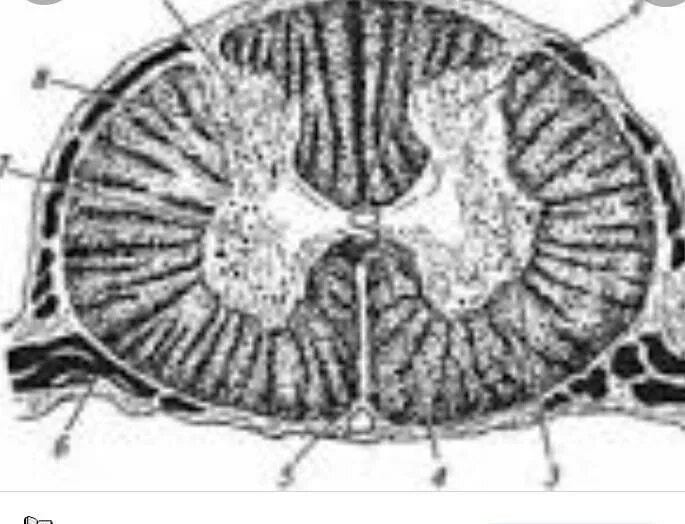 Данные поперечного среза. Поперечный разрез спинного мозга. Горизонтальный разрез головного мозга. Дорсальные рога серого вещества. Поперечный срез лошади.