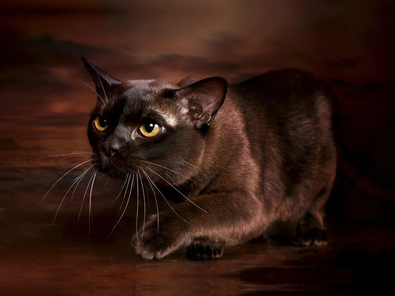 Бурманская кошка. Бурманская кошка коричневая. Бурманский шоколадный котенок. Кошка Абиссинская коричневая темная Бурманская.