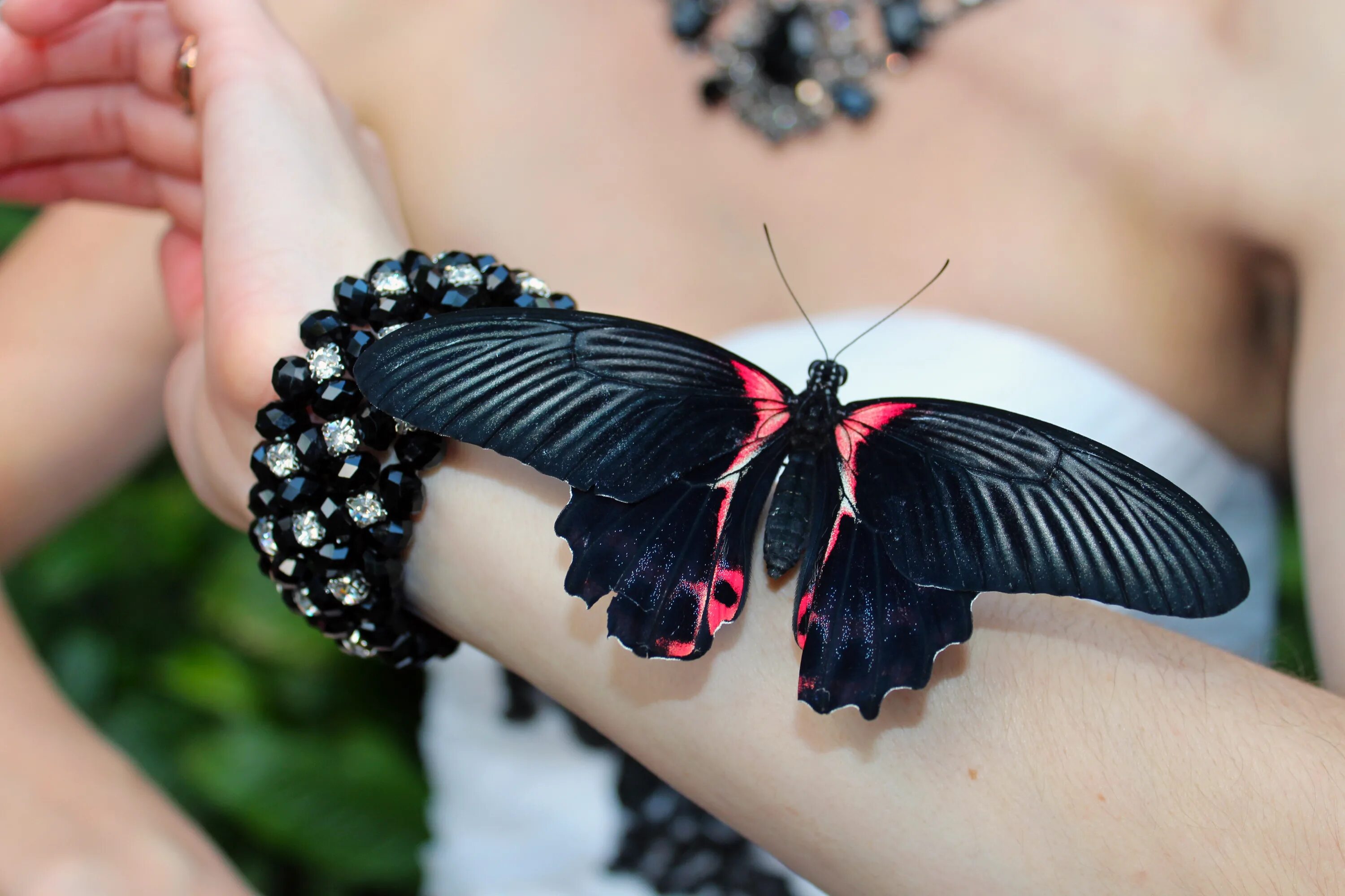 Бабочка черный глянец. Бабочка. Бабочка черная. Черная Тропическая бабочка. На руку бабочка.