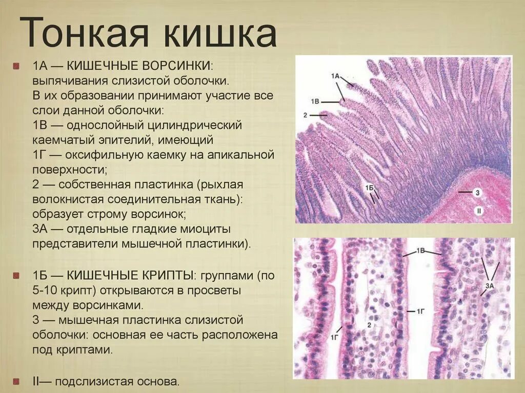 Толстая кишка эпителий гистология. Толстая кишка кишечник гистологии. Ворсинки Толстого кишечника гистология. Строение ворсинки слизистой оболочки тонкого кишечника. Функции слизистой кишечника