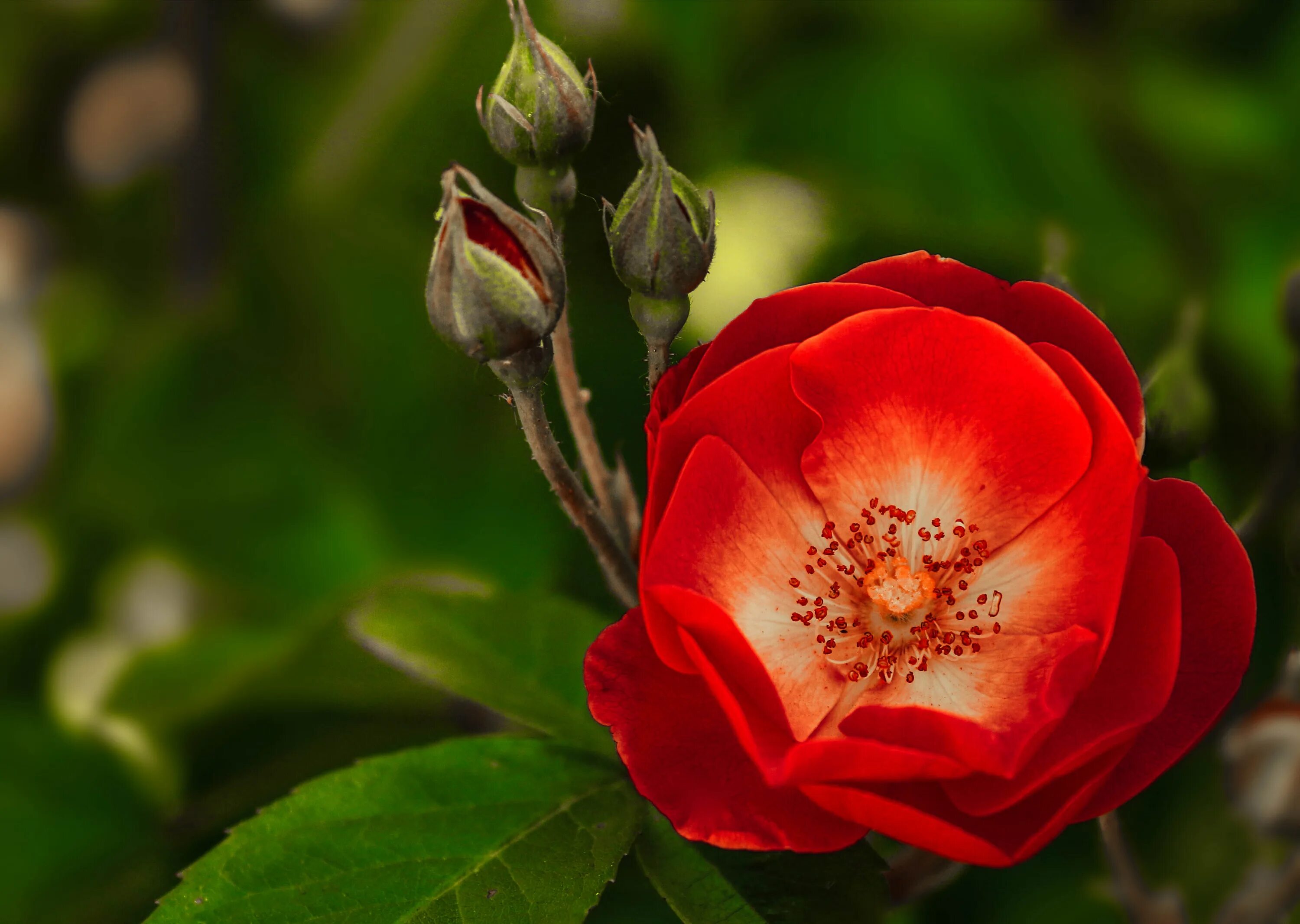 Найди цветок розы. «Красный шиповник».