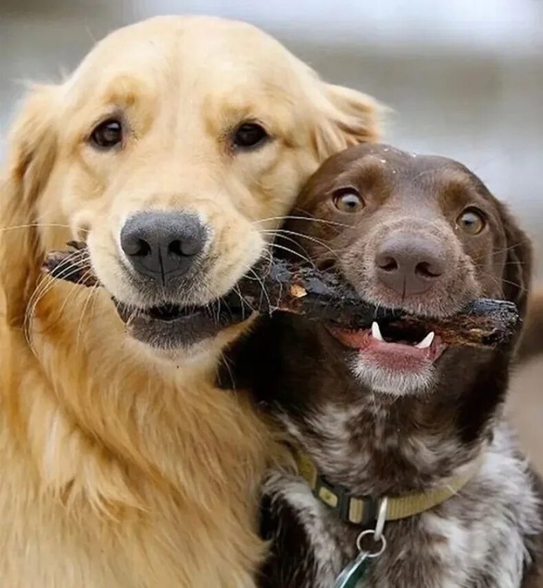 Две собаки. Немецкая овчарка дауфмана. Немецкая овчарка дауфмана. Остальные собаки. Агрессивная собака.