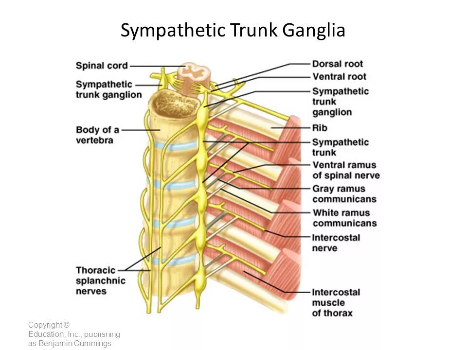Соединительные ветви симпатического ствола. Грудной отдел симпатического ствола схема. Симпатический ствол анатомия. Межузловые ветви симпатического ствола.