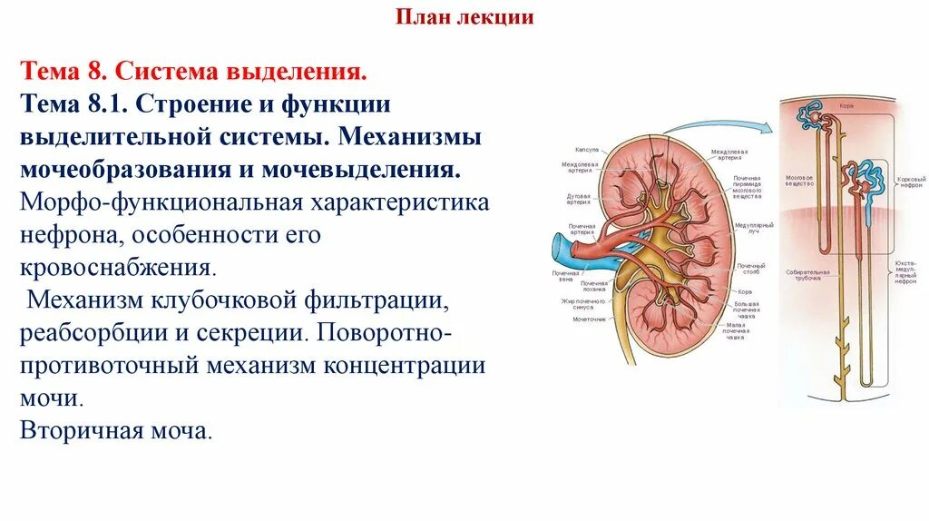 Выделительная система человека строение почки. Мочевыделительная система человека нефрон. Выделительная система человека нефрон. Выделительная функция строение. Установите правильную последовательность прохождения воды в выделительной