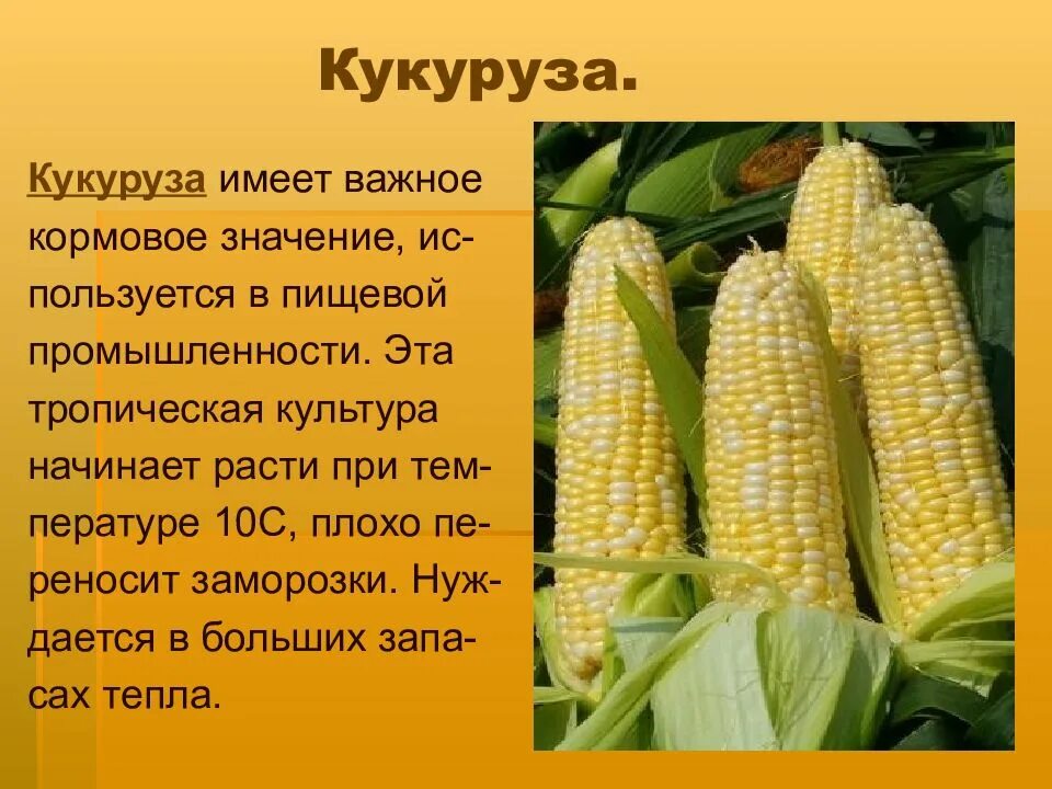 Кукуруза относится к группе. Кукуруза описание растения 2 класс. Сорта кукурузы с описанием. Доклад о культурном растении 3 класс окружающий мир кукуруза. Сорт кукурузы Майами.