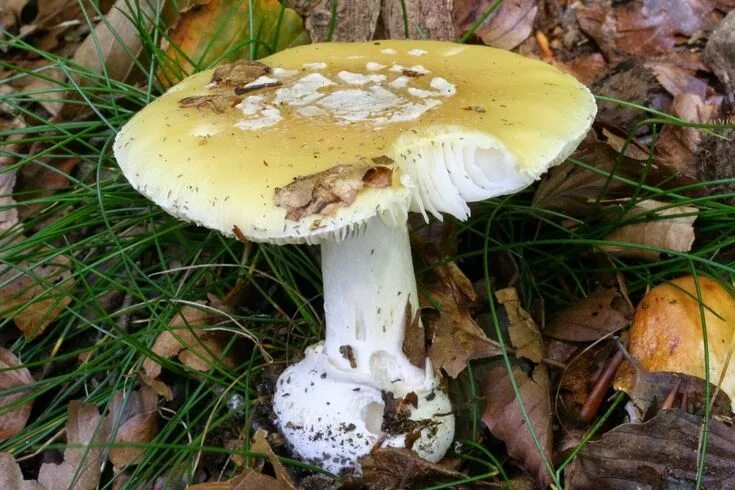 Желтый мухомор фото Желтый мухомор (Amanita gemmata): фото и описание гриба, употребление