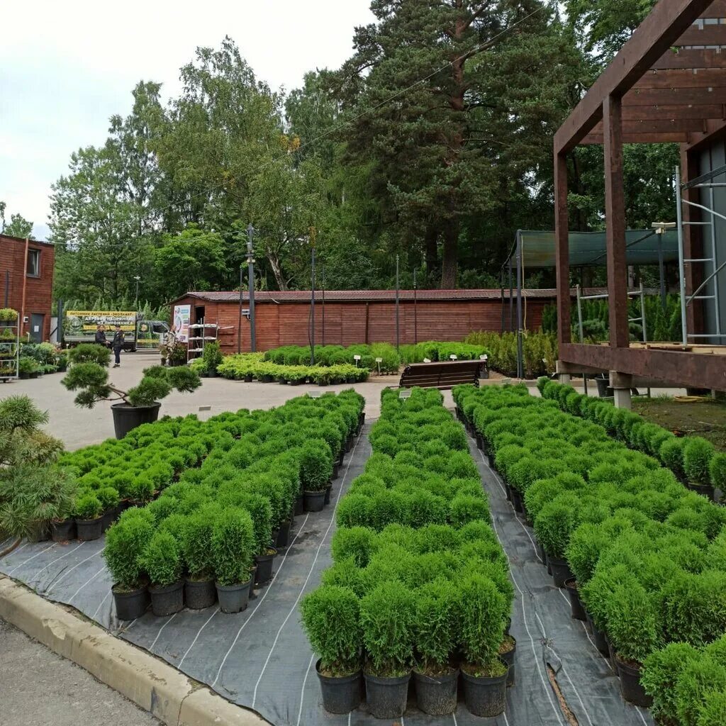 Eco plant. Осиновая роща Санкт-Петербург питомник растений. Экоплант питомник растений СПБ. Экоплант СПБ Осиновая роща. Питомник растений Парголово Колхозная 3.