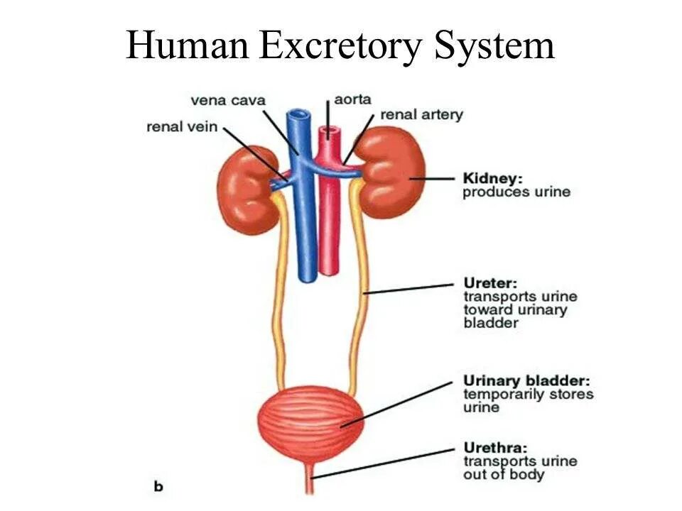 Kidneys bladder