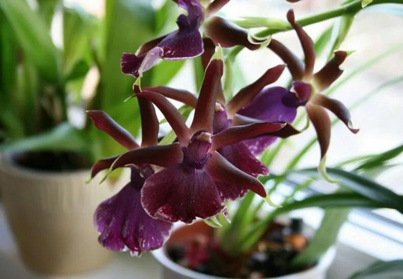 Орхидея Камбрия. Орхидея Cambria. Орхидея Камбрия Масай ред. Орхидея Камбрия фото. Орхидея камбрия уход