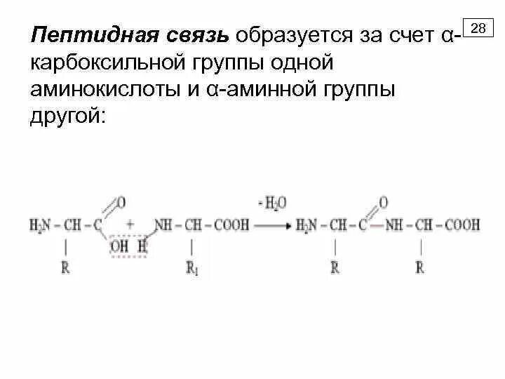 Пептидные связи есть в. Схема пептидной связи. Методы образования пептидной связи. Химическая природа пептидной связи. Образуется за счет пептидных связей.