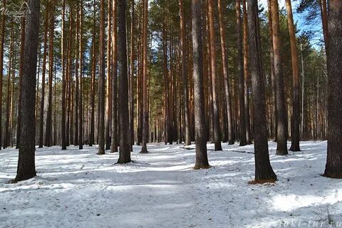 Какая погода в сосновом бору